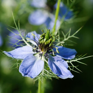 Black Cumin Kinnauri