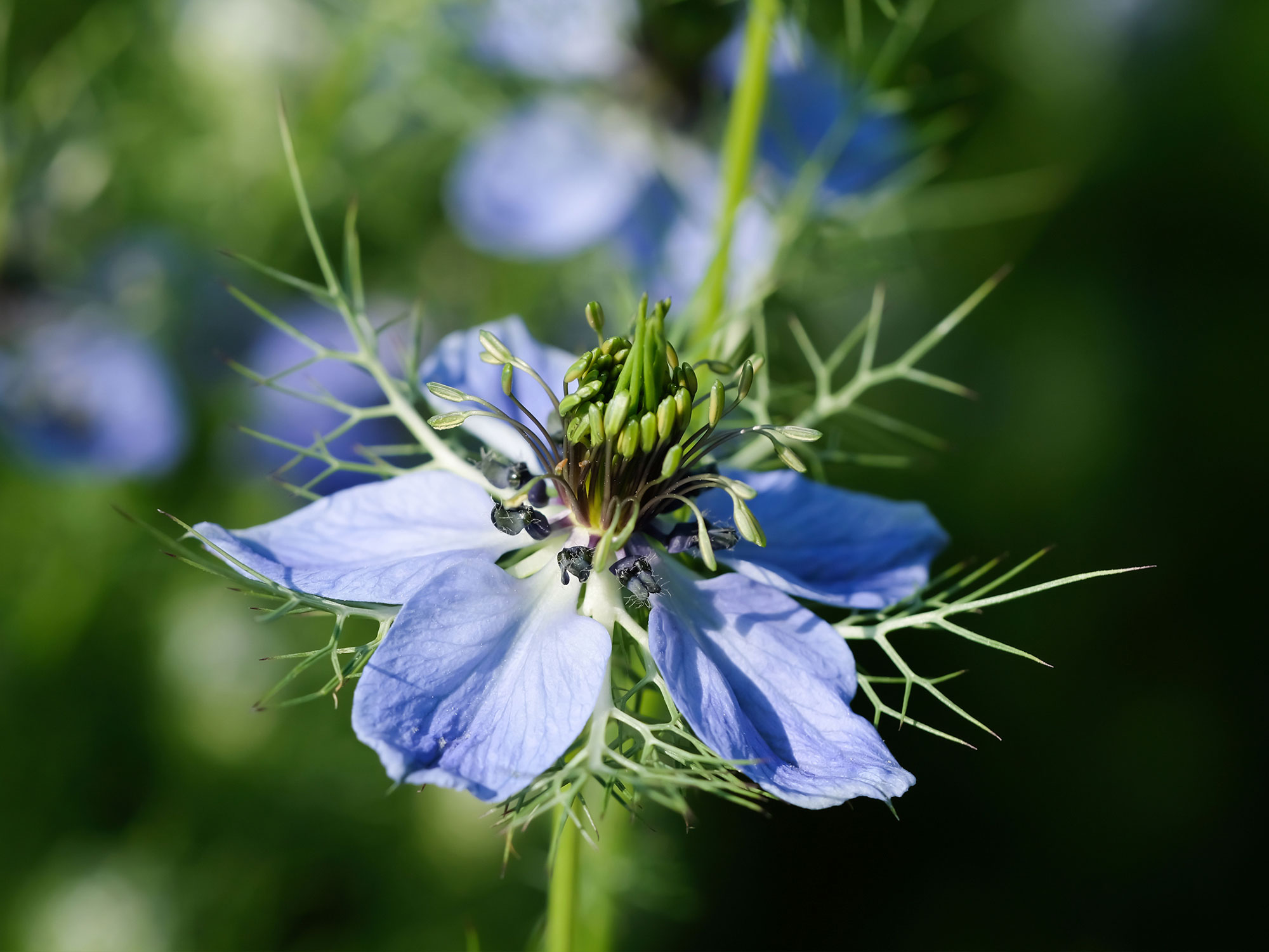 Black Cumin Kinnauri