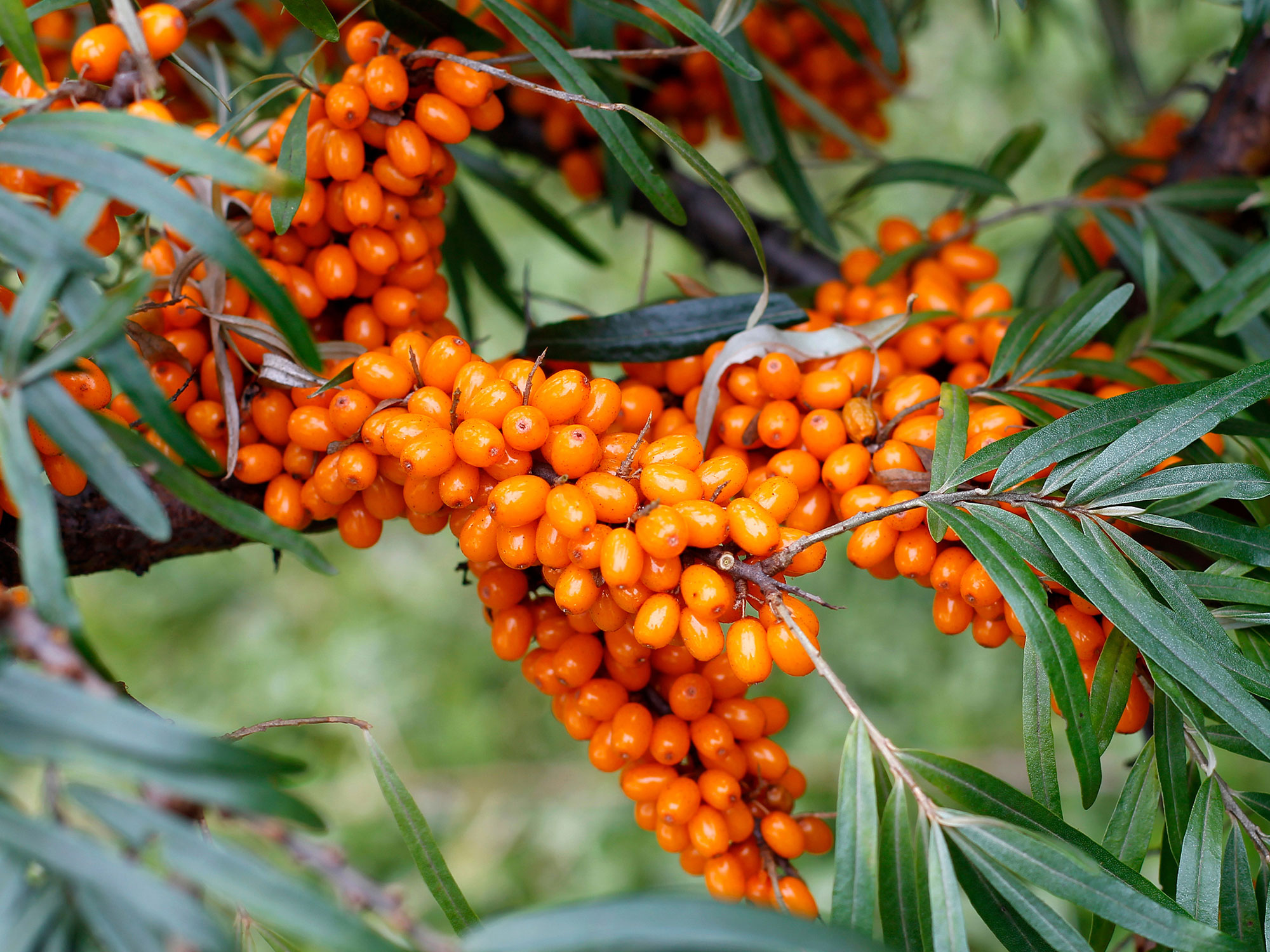 Sea buckthorn Dry Berries - Image 2